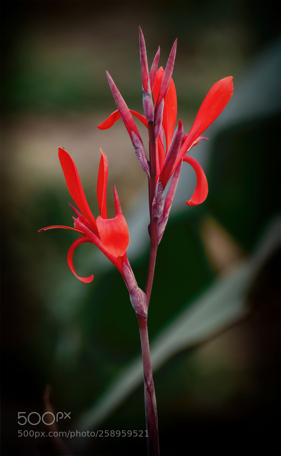 Nikon D5500 sample photo. Lady in red photography