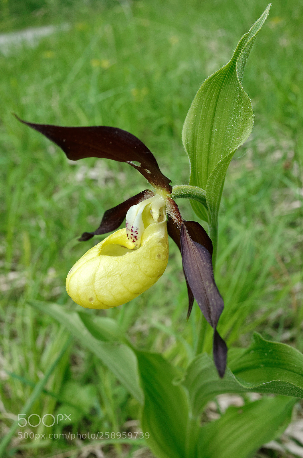 Ricoh GR II sample photo. Lady's slipper orchid photography