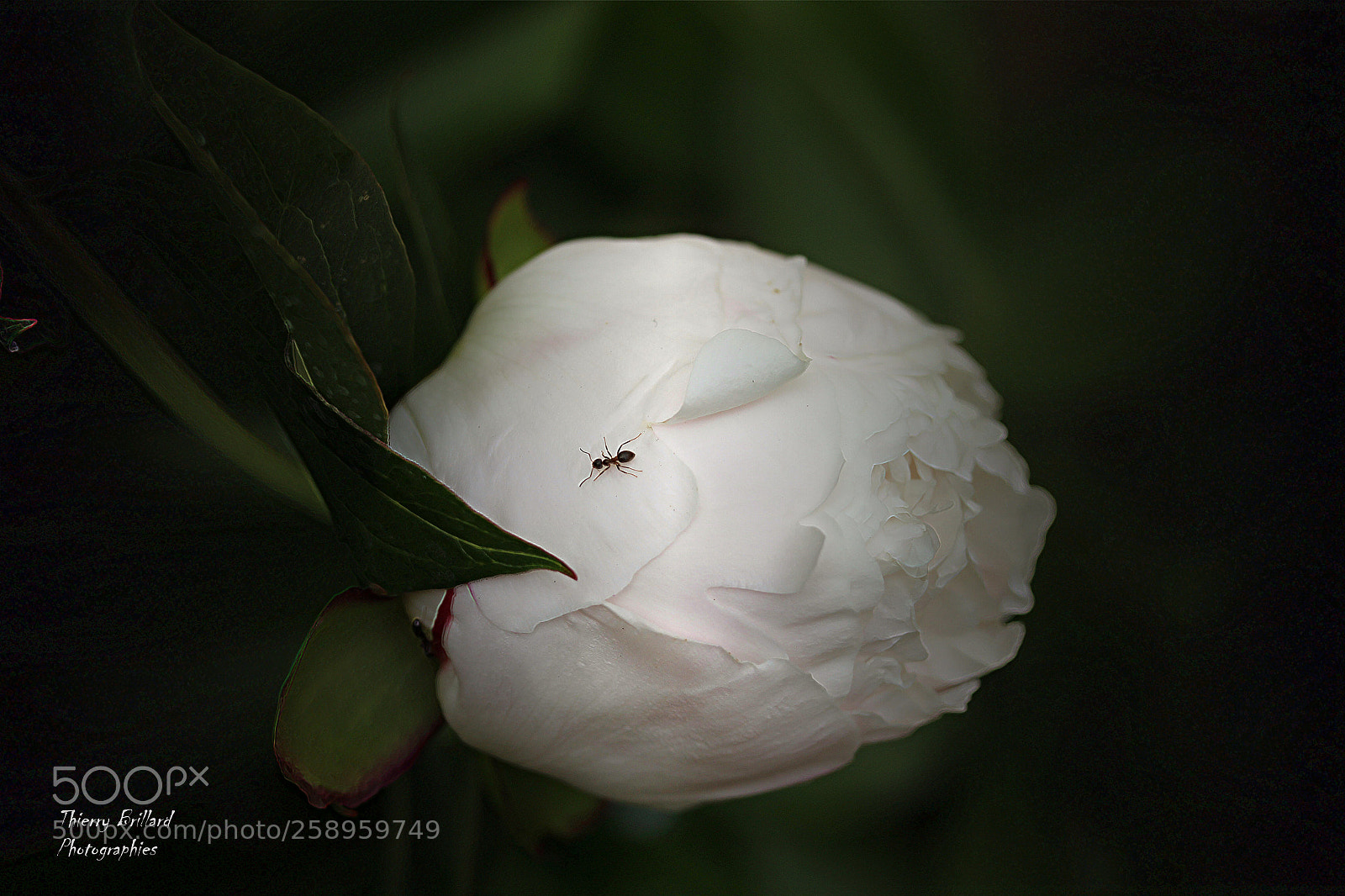 Canon EOS 600D (Rebel EOS T3i / EOS Kiss X5) sample photo. Fourmi sur une pivoine photography