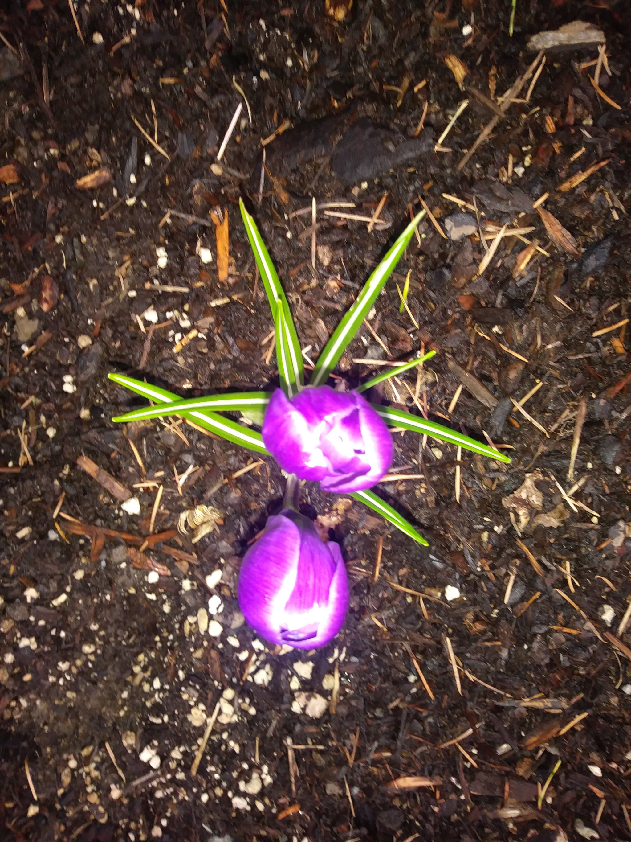 LG ARISTO sample photo. Baby purple tulips photography