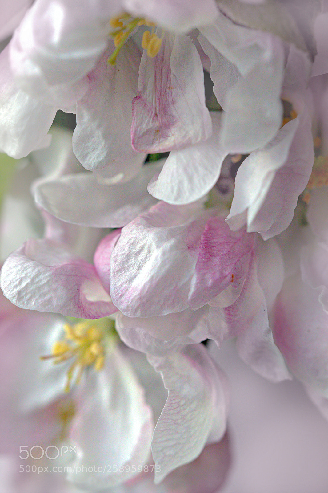 Canon EOS 600D (Rebel EOS T3i / EOS Kiss X5) sample photo. Apple tree blossoms photography