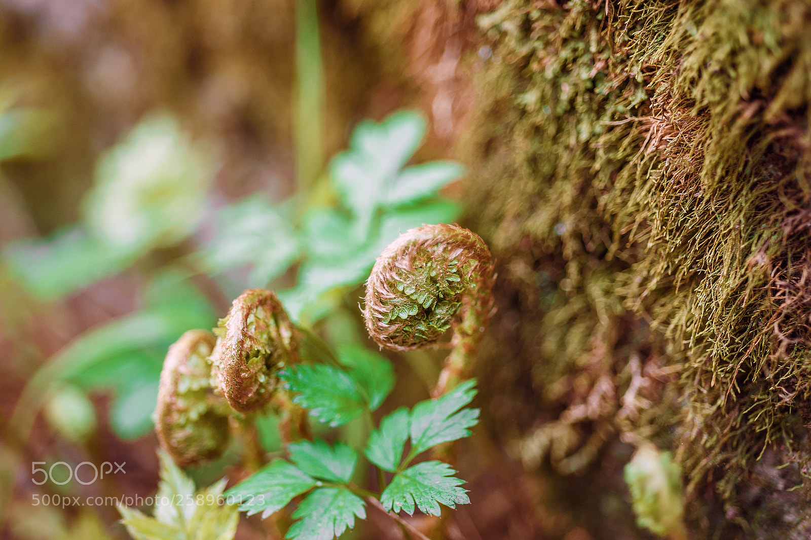 Nikon D700 sample photo. Fern sprouts photography