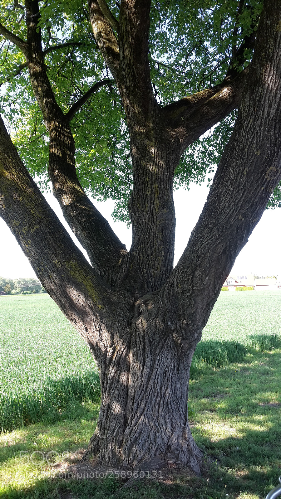 Samsung Galaxy S5 Mini sample photo. Four-armed tree photography