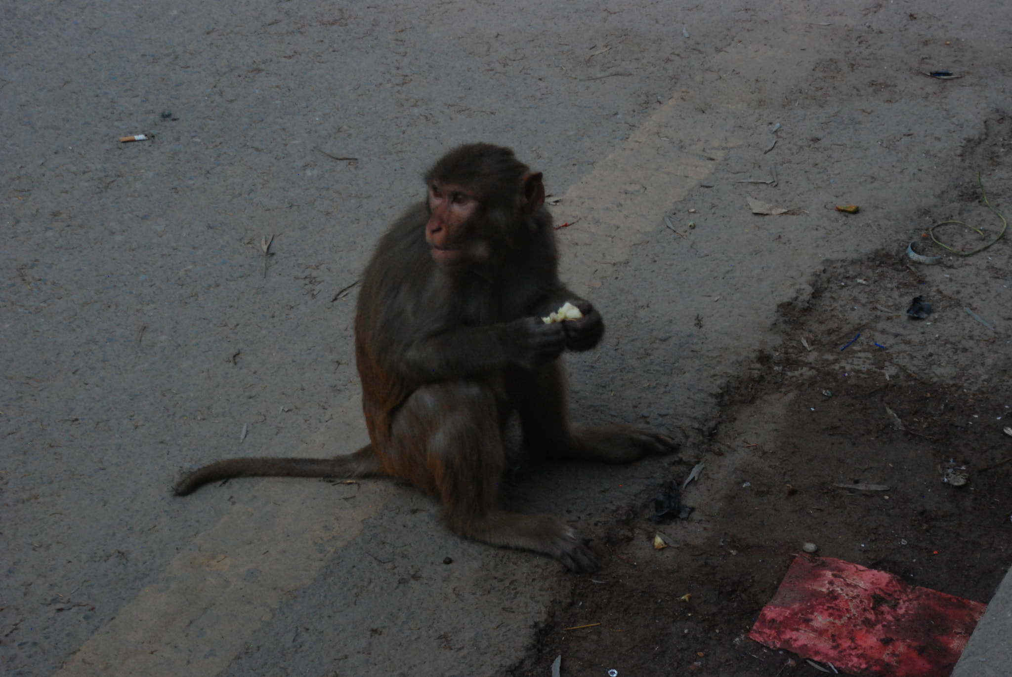 Nikon D80 sample photo. Moments near swayambhu photography