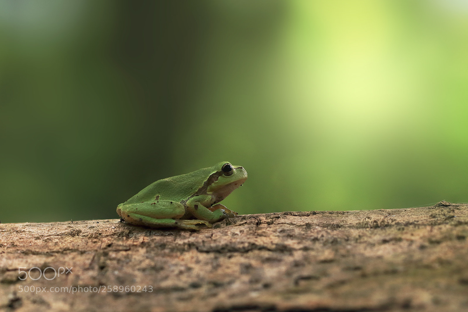 Canon EOS 80D sample photo. Hyla arborea photography