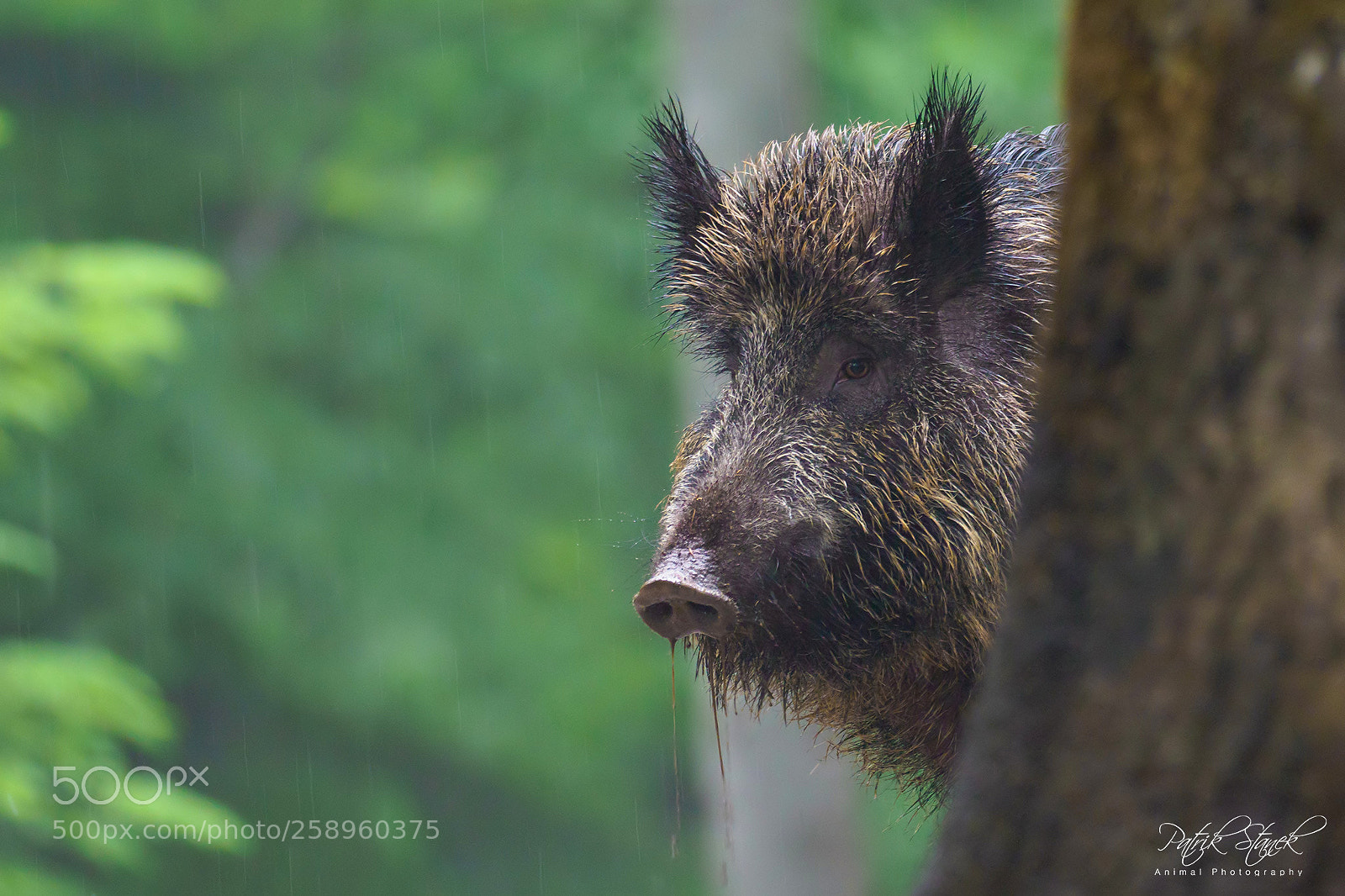 Olympus OM-D E-M1 Mark II sample photo. In the rain... photography