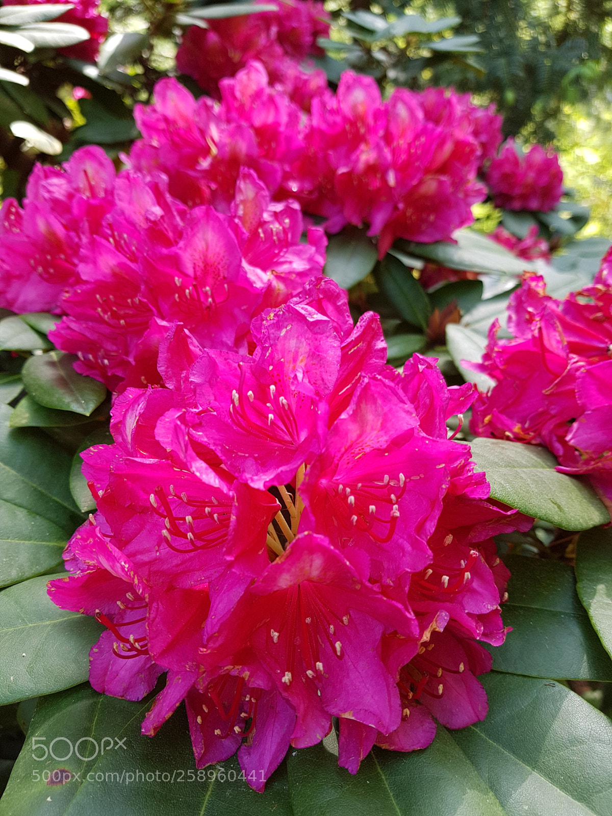 Samsung Galaxy S7 sample photo. Flower photography