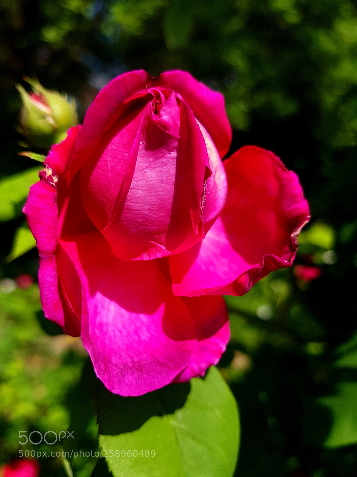 Samsung Galaxy S7 sample photo. Flower photography