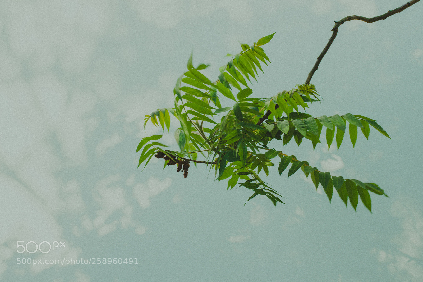 Canon EOS 7D sample photo. Tree photography