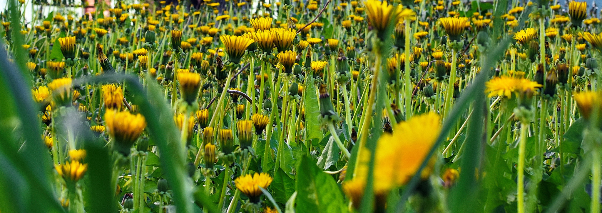 Nikon AF-S DX Nikkor 35mm F1.8G sample photo. Dandelions photography