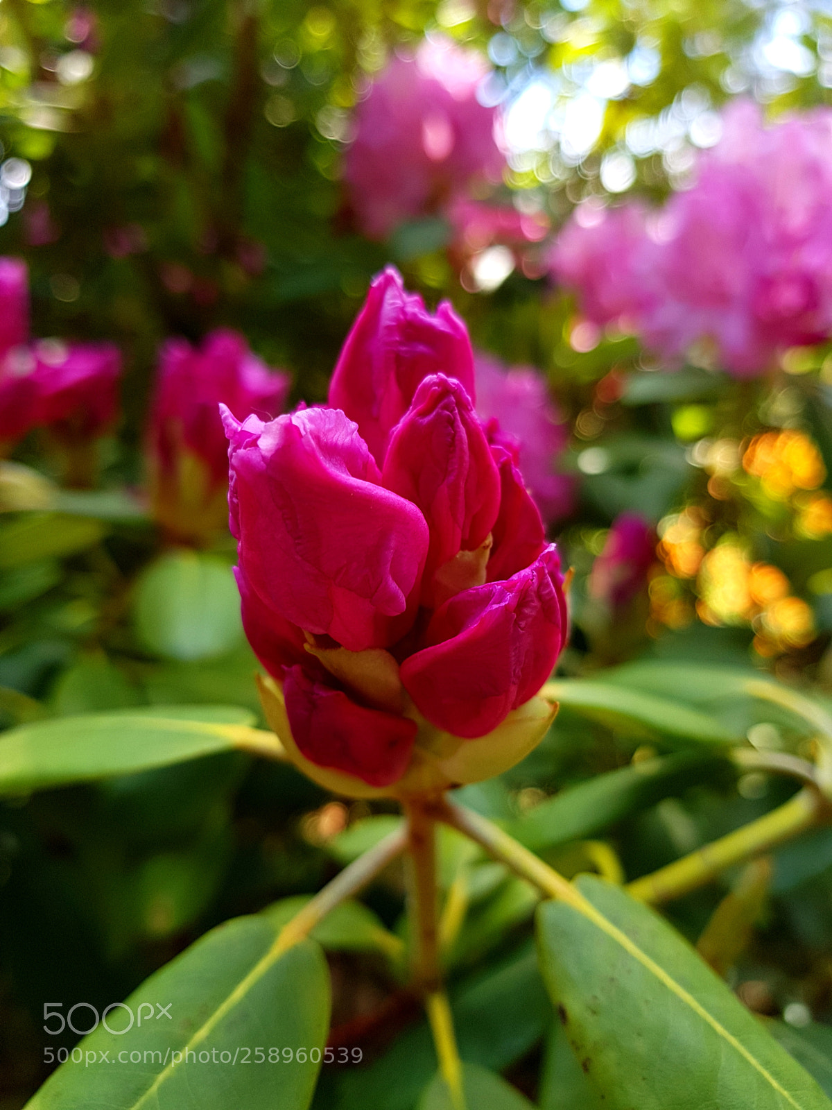 Samsung Galaxy S7 sample photo. Flower photography