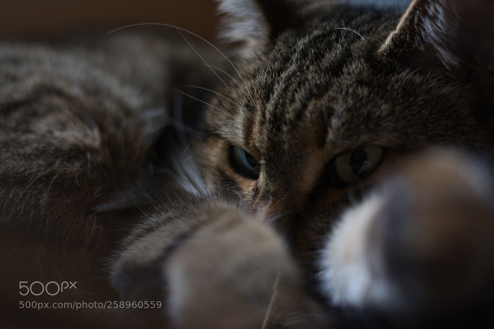 Nikon D7100 sample photo. Sleepy photography
