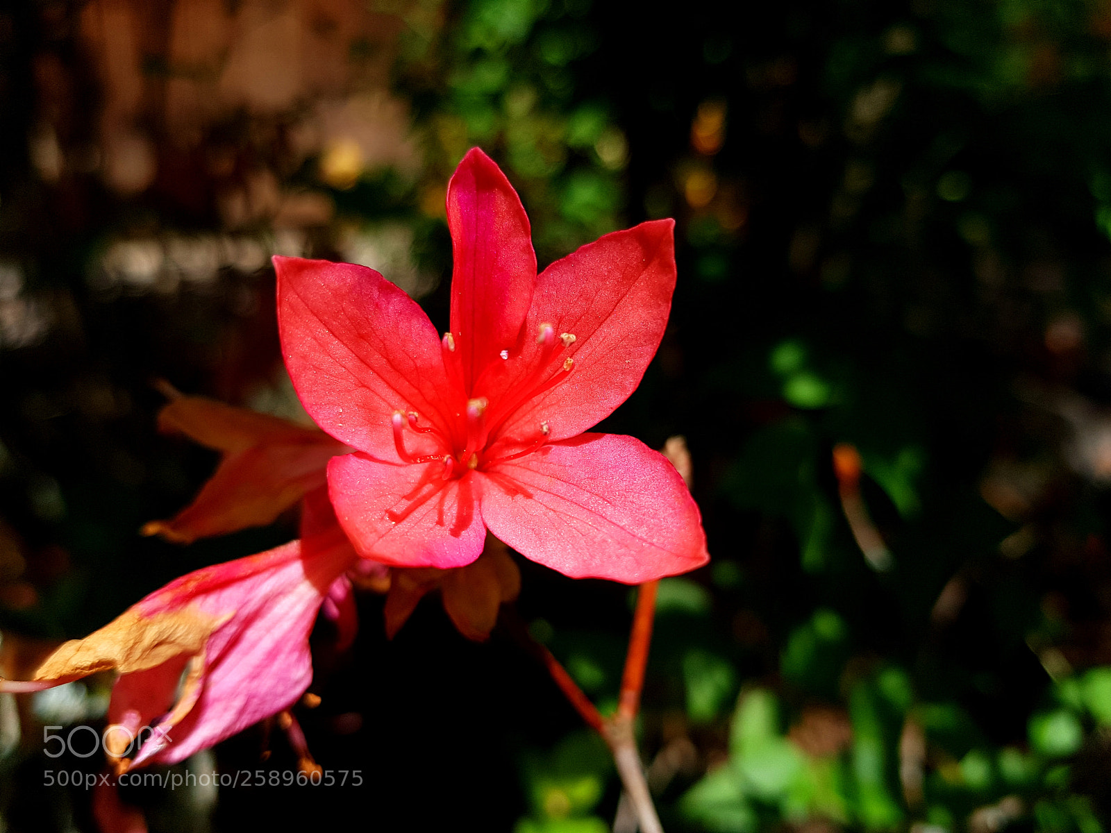 Samsung Galaxy S7 sample photo. Flower photography