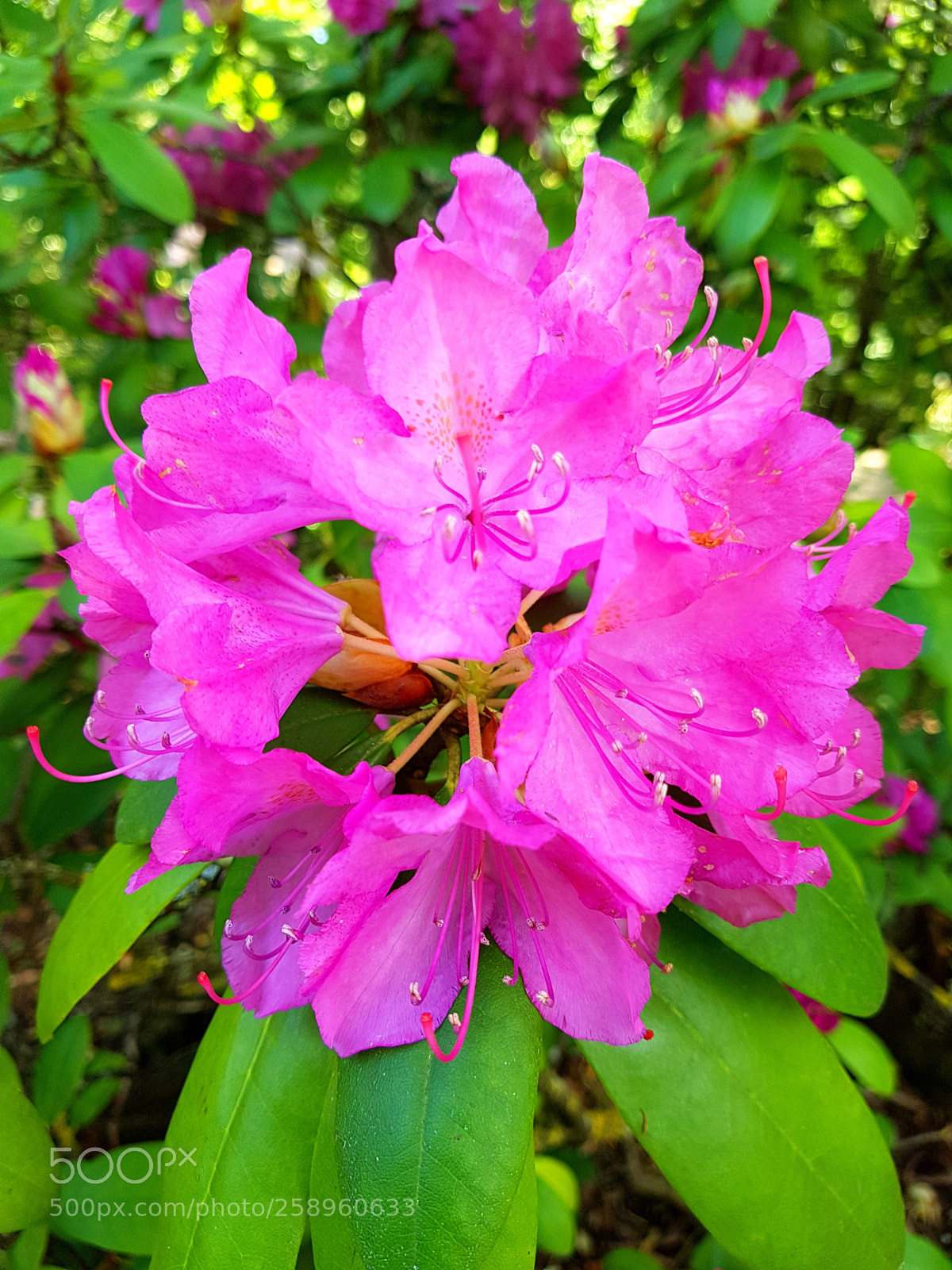 Samsung Galaxy S7 sample photo. Flowers photography
