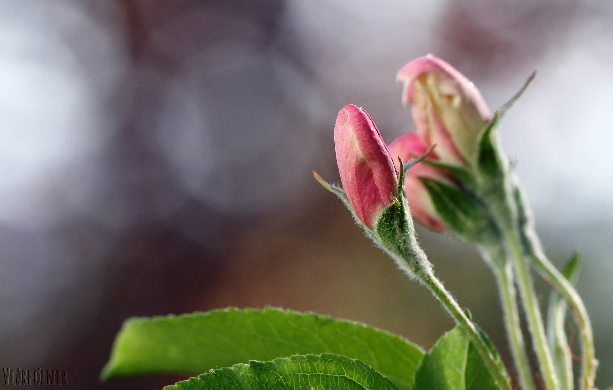 Canon EF 100mm F2.8L Macro IS USM sample photo. Apple blossom photography