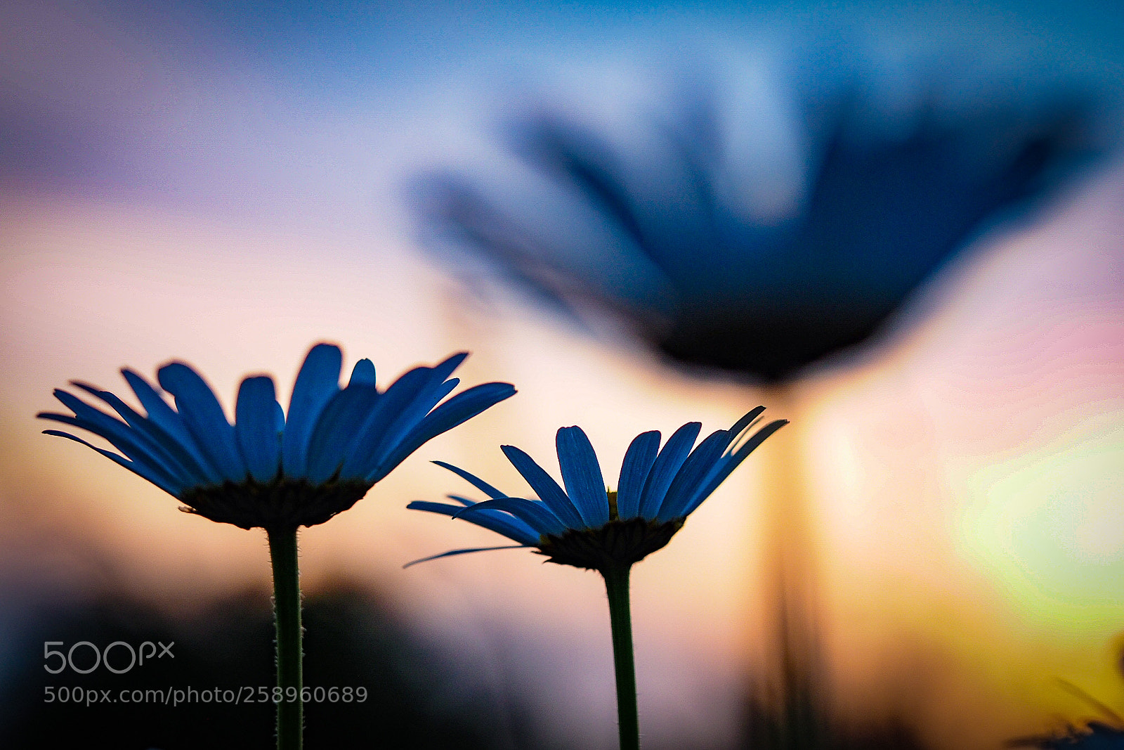 Olympus OM-D E-M1 sample photo. Dark marguerites photography