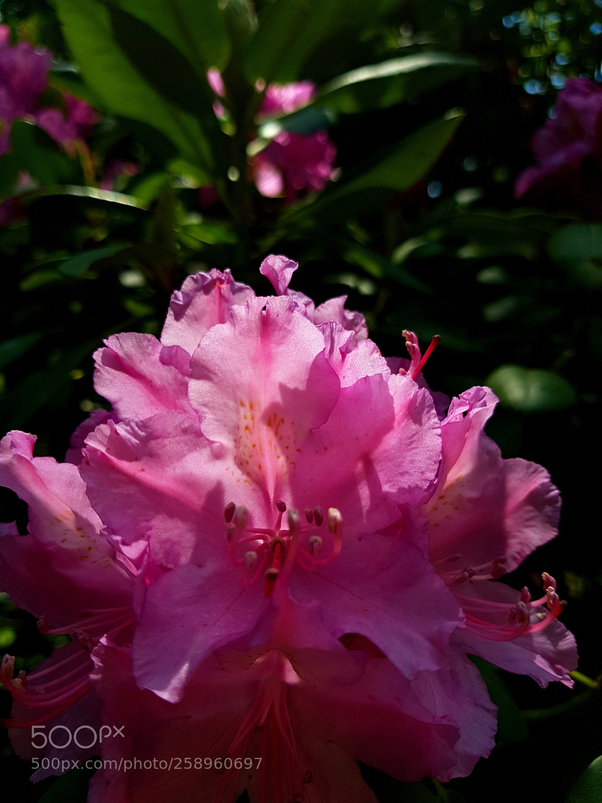 Samsung Galaxy S7 sample photo. Flower photography