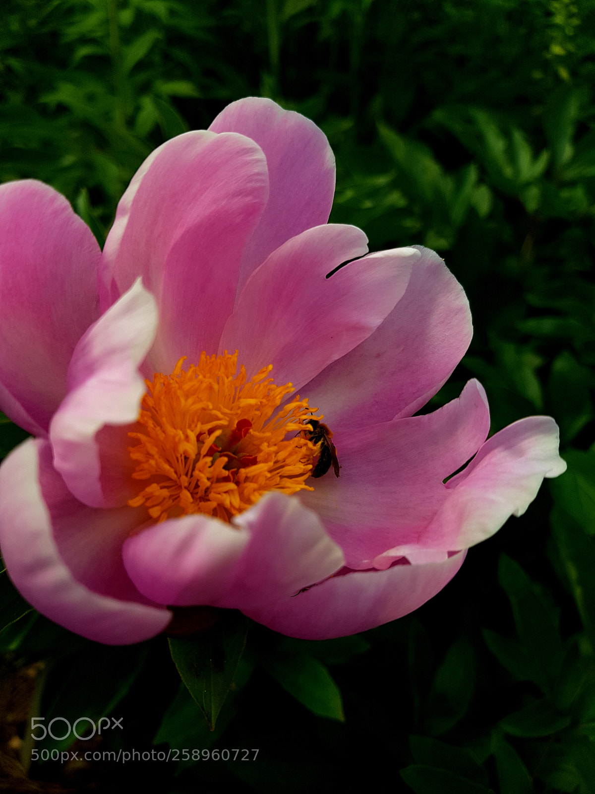 Samsung Galaxy S7 sample photo. Flower photography