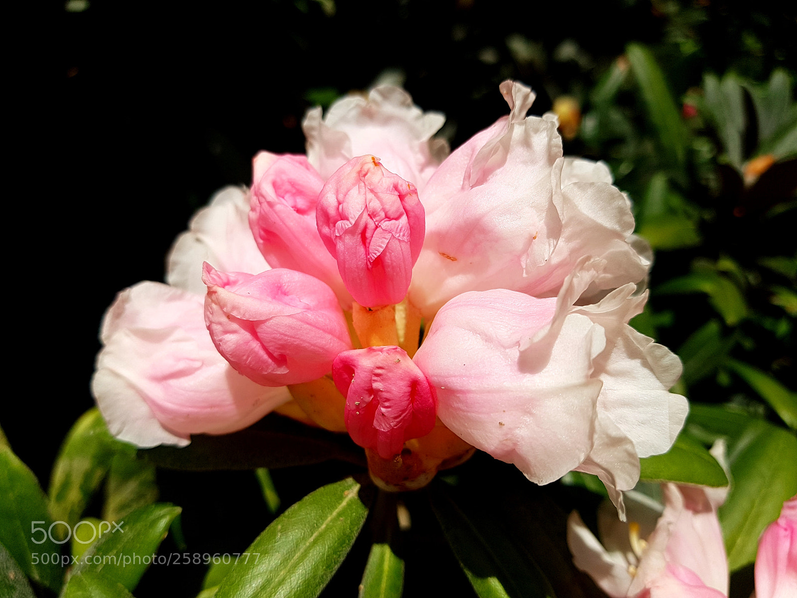 Samsung Galaxy S7 sample photo. Flower photography