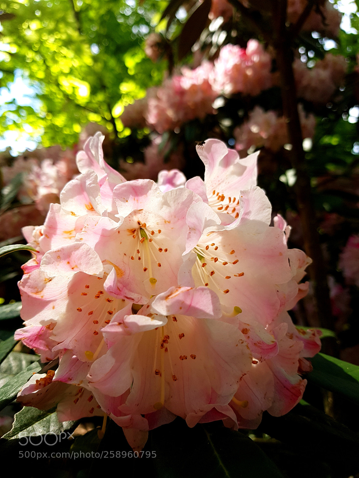 Samsung Galaxy S7 sample photo. Flower photography