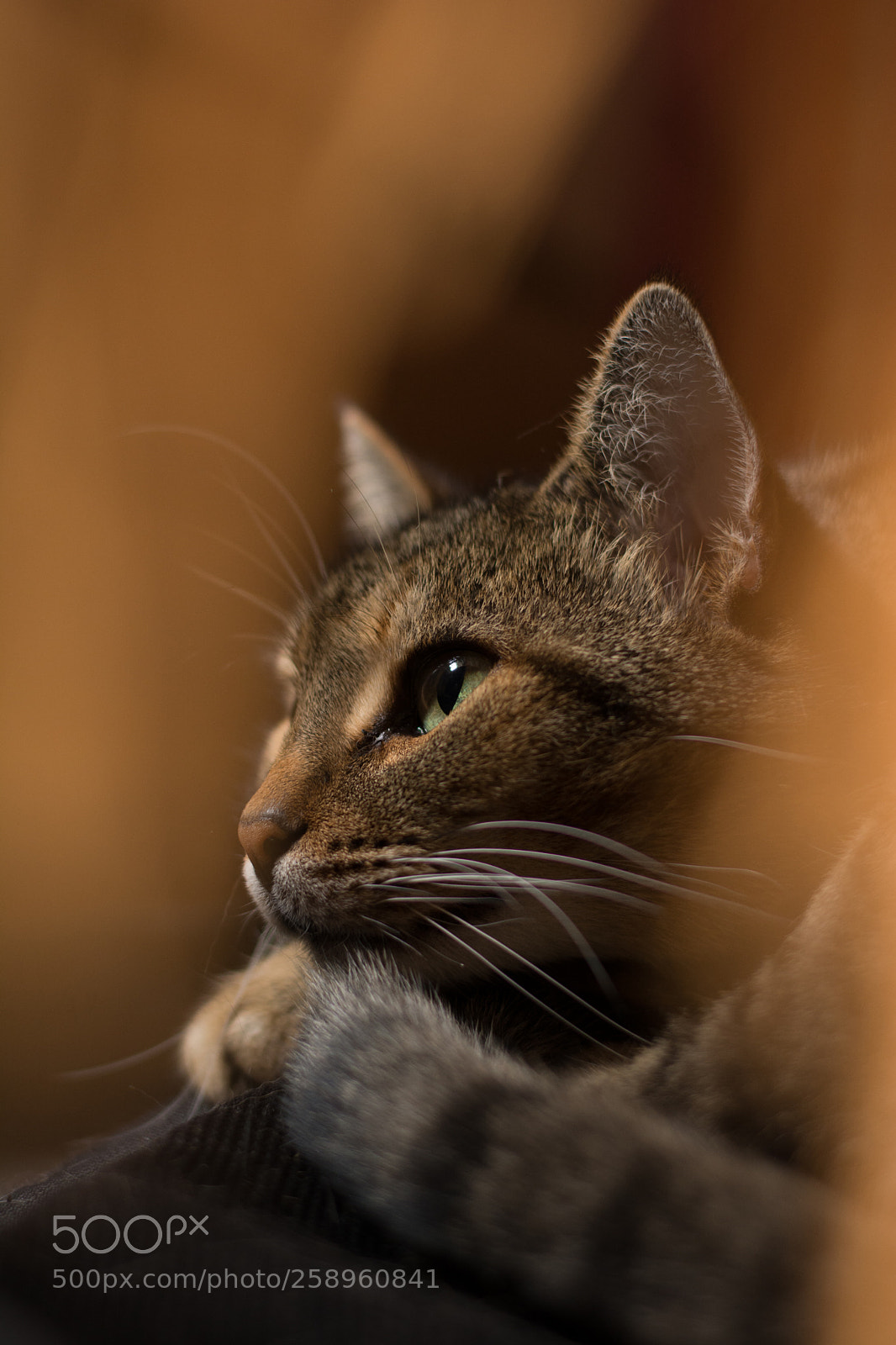 Nikon D7100 sample photo. Real eyes photography