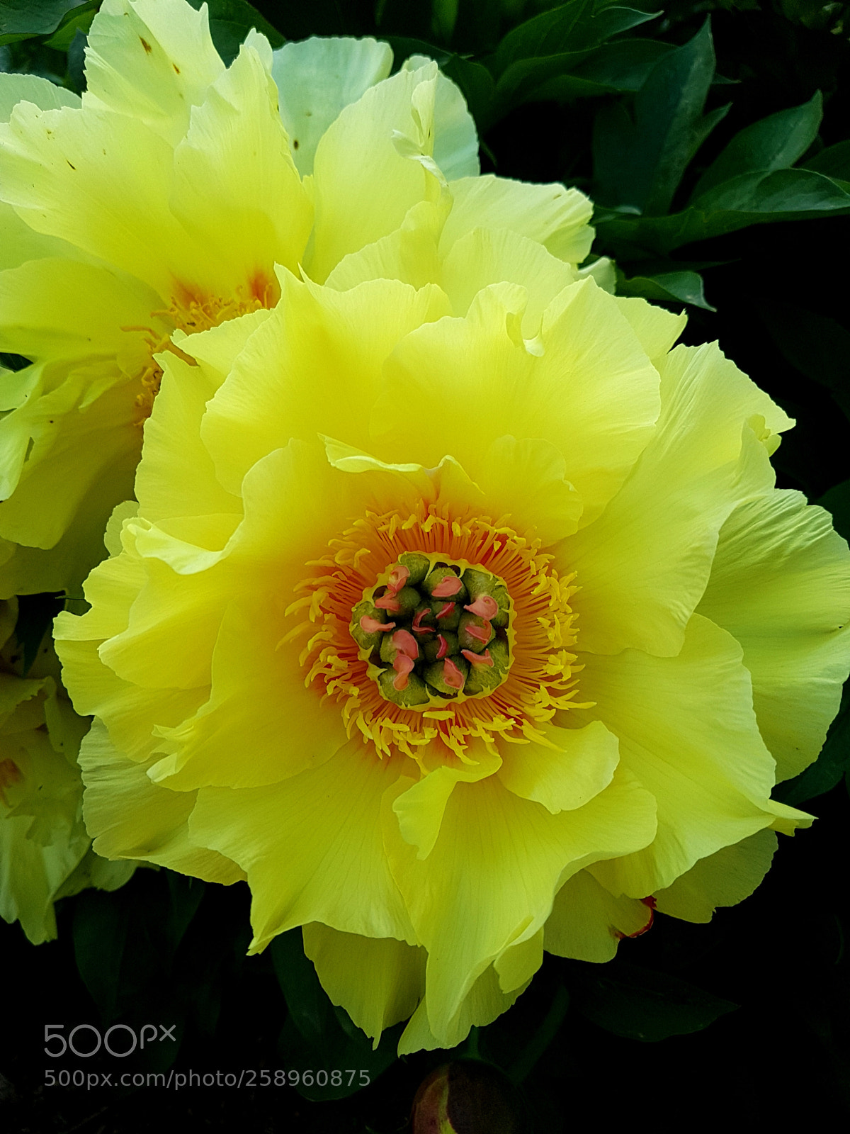 Samsung Galaxy S7 sample photo. Flower photography
