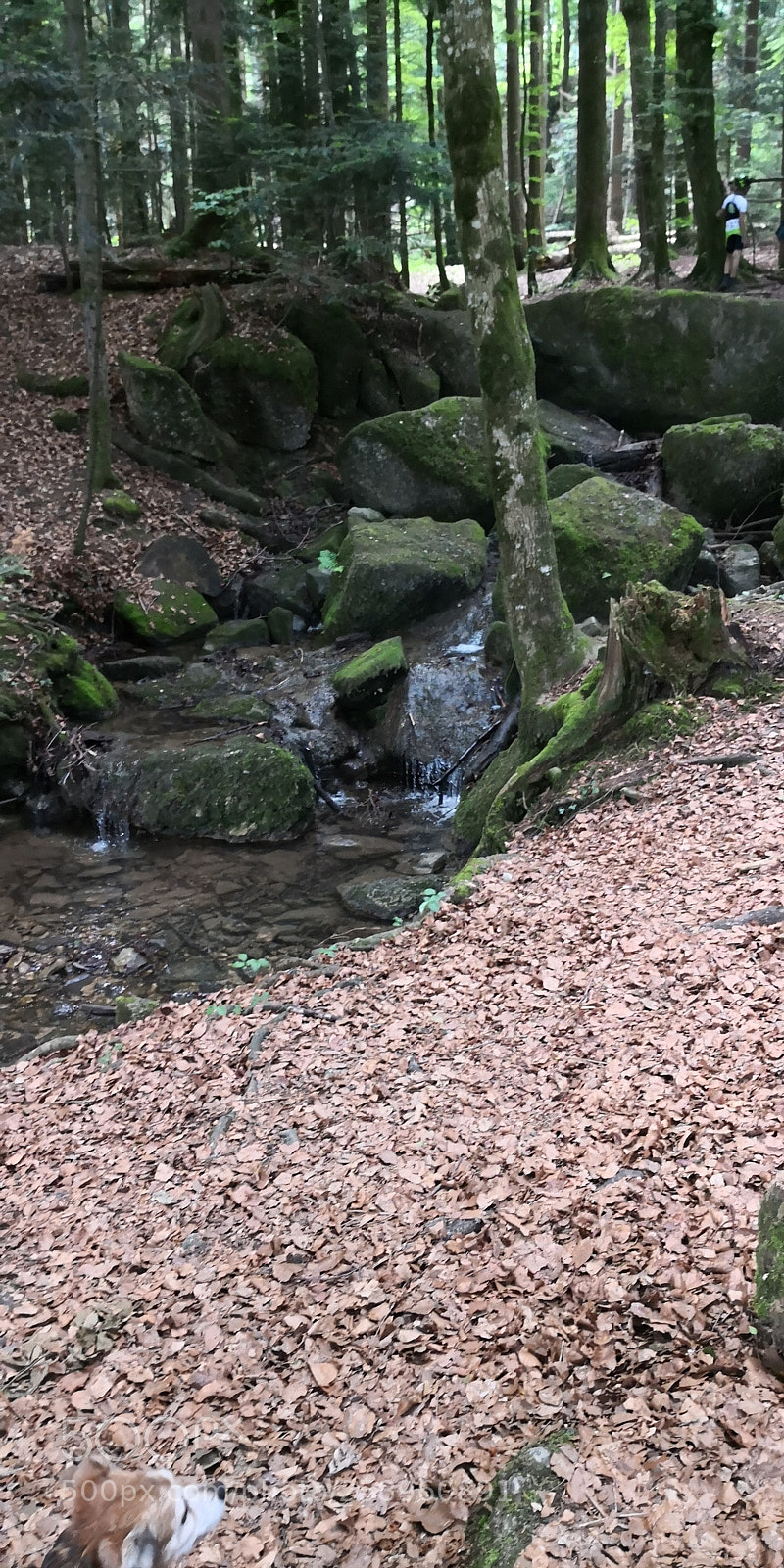 HUAWEI Mate 10 Pro sample photo. Untitled photography
