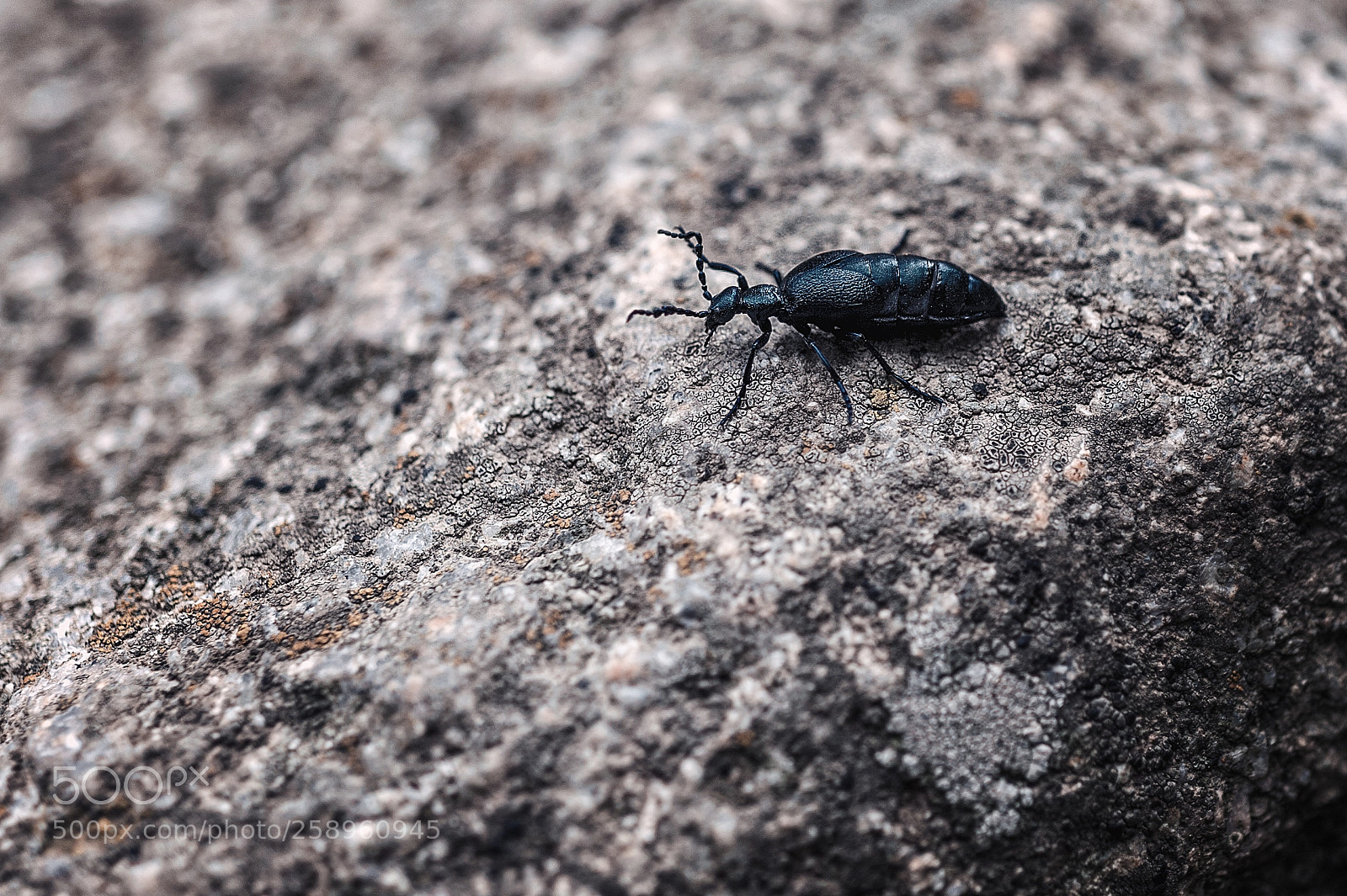 Nikon D700 sample photo. Mountain black bug photography