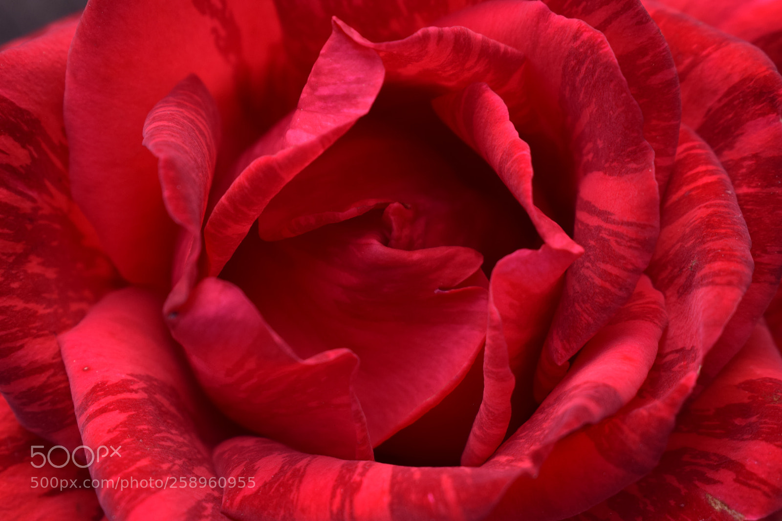 Nikon D3300 sample photo. Rose soul photography