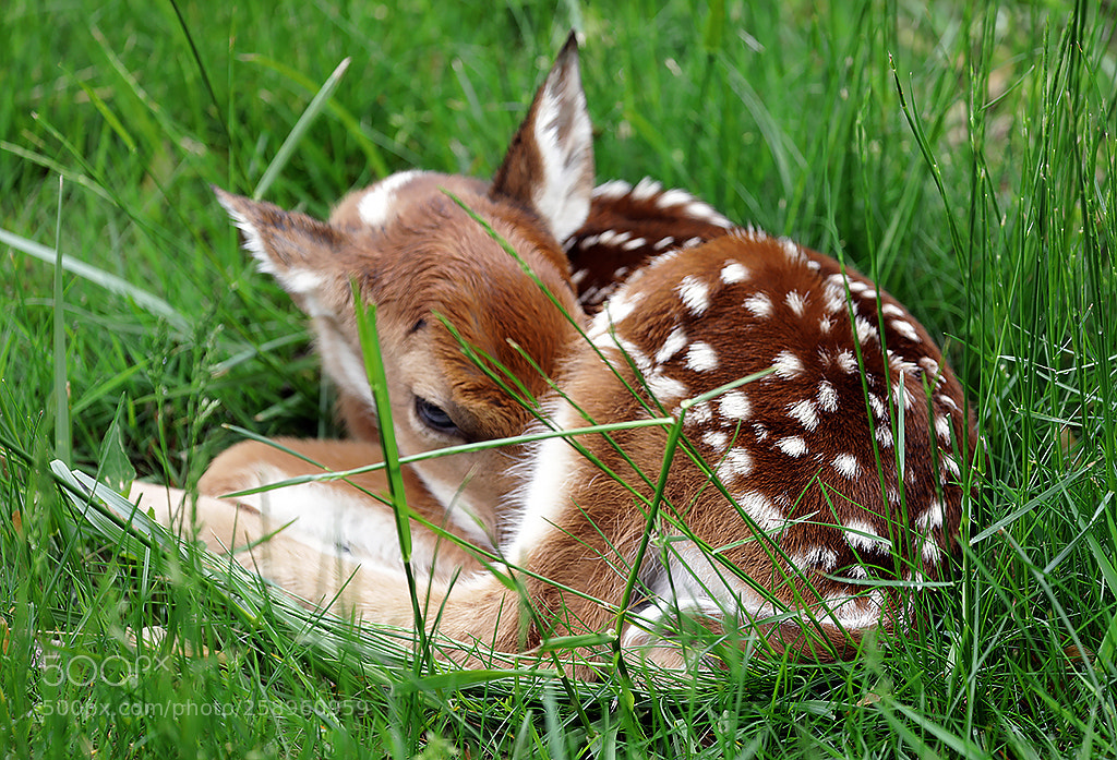 Canon EOS 5D Mark IV sample photo. Days old fawn photography