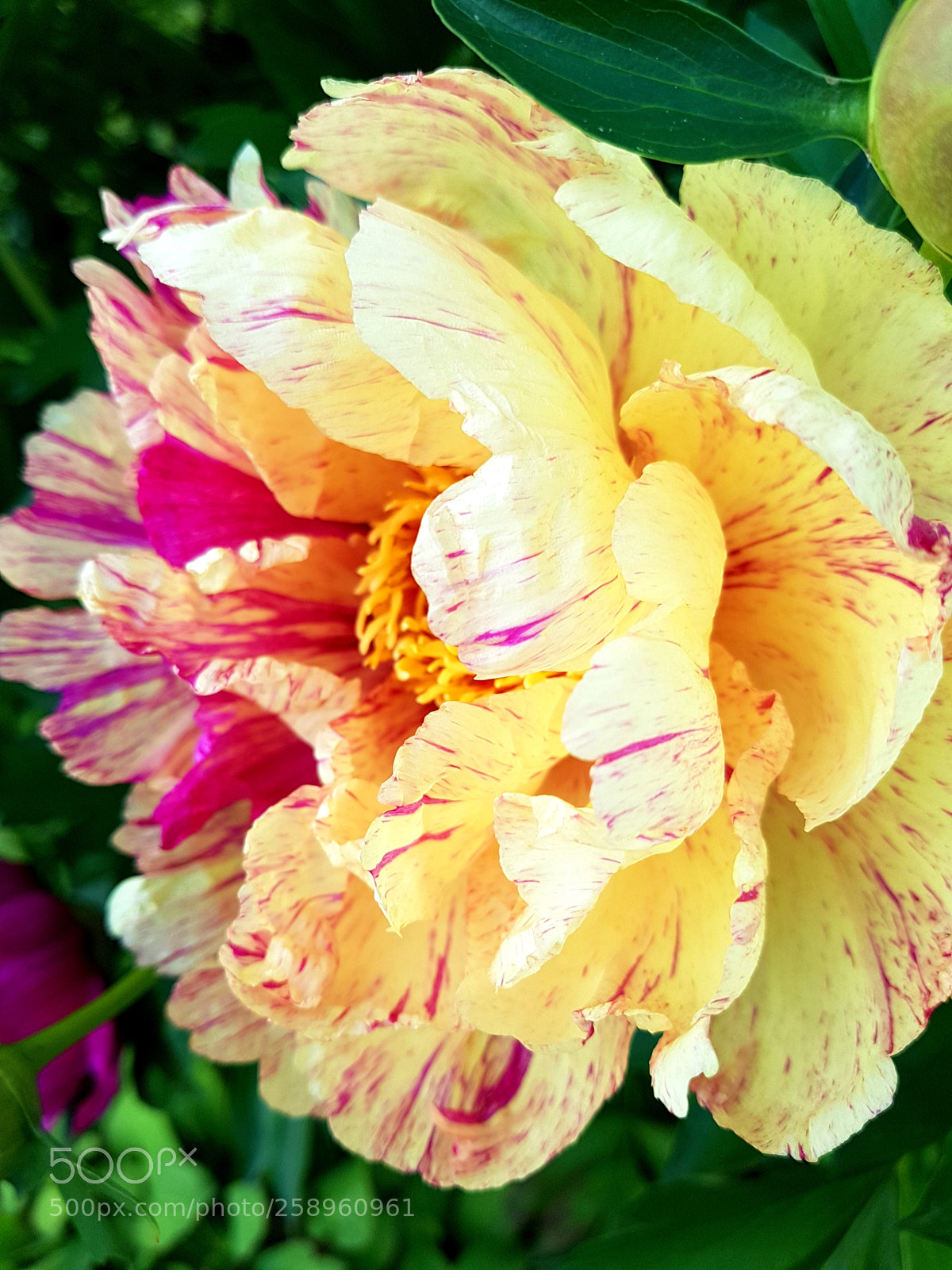 Samsung Galaxy S7 sample photo. Flower photography