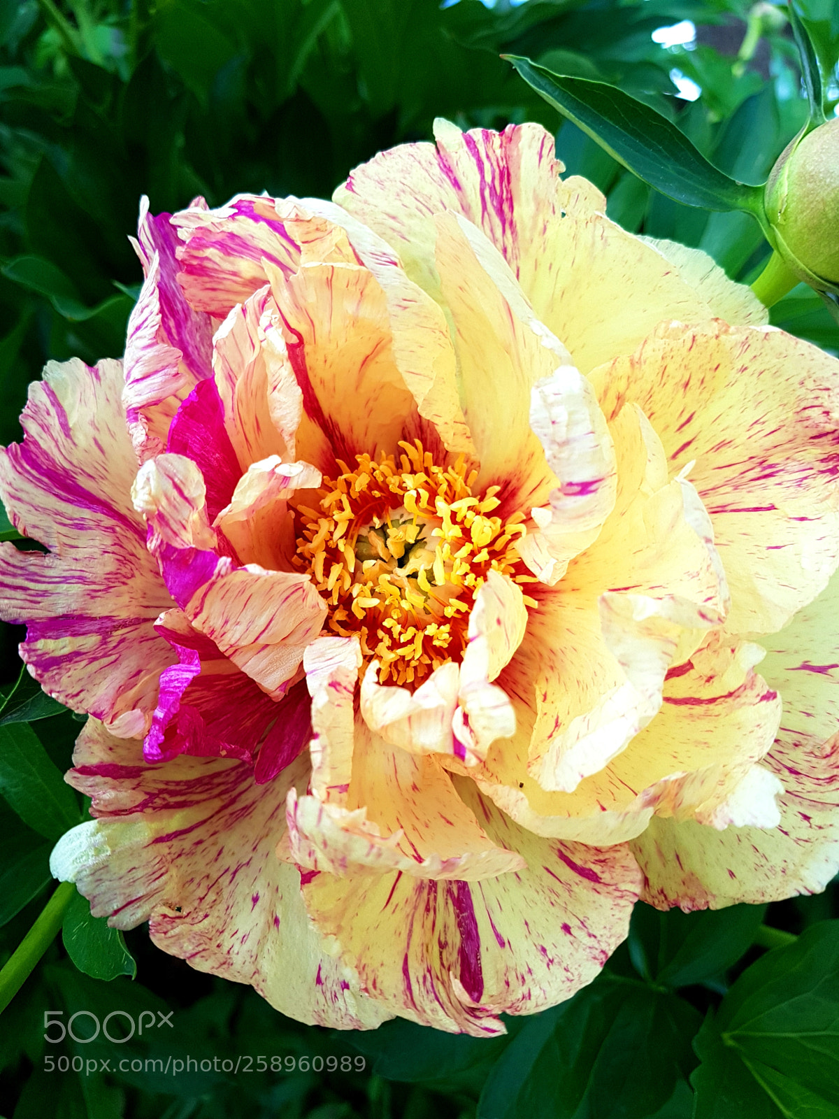 Samsung Galaxy S7 sample photo. Flower photography