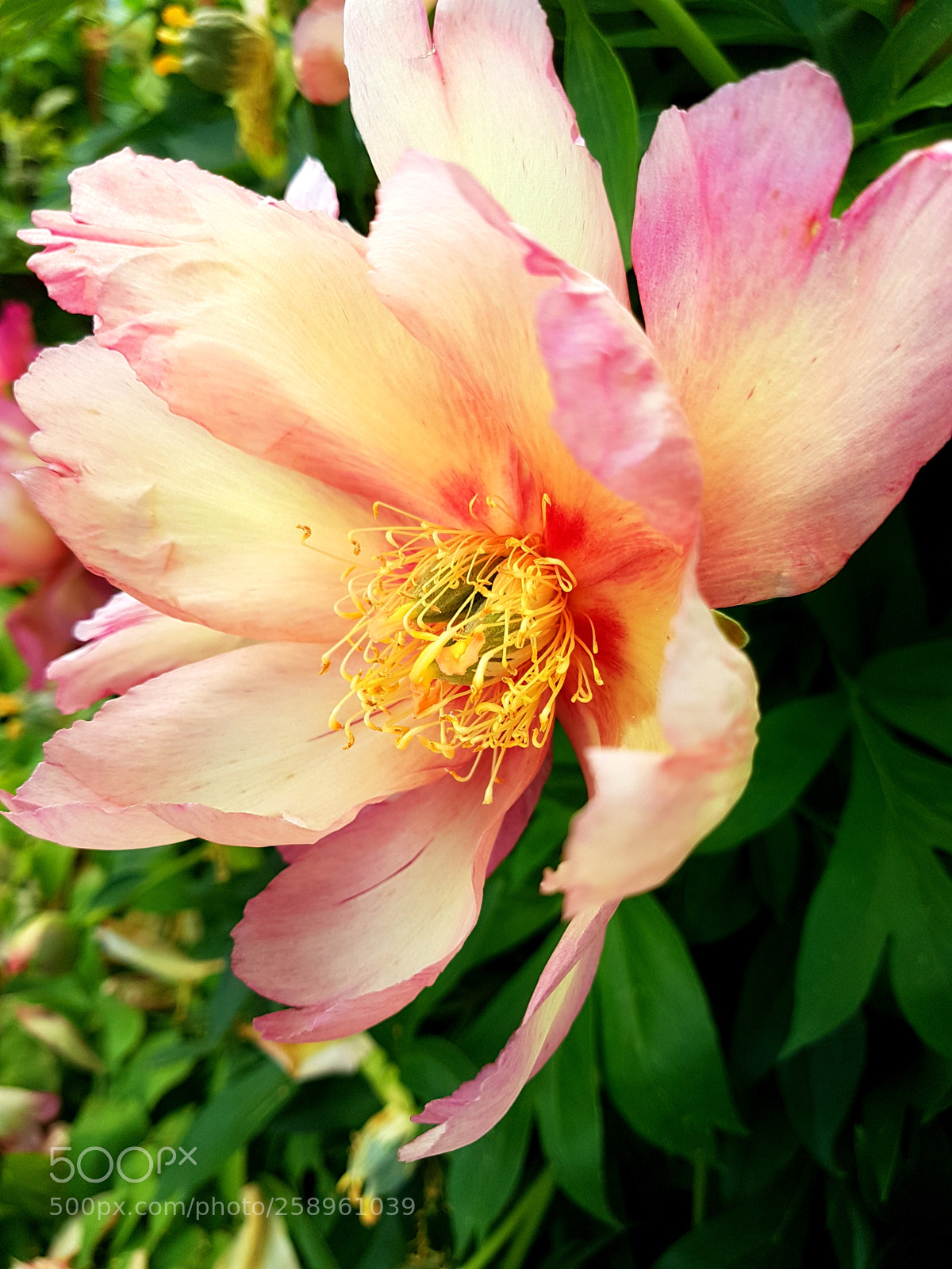 Samsung Galaxy S7 sample photo. Flower photography