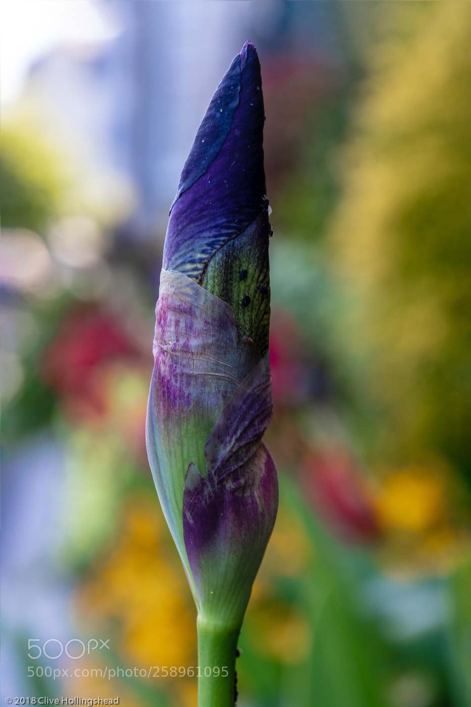 Canon EOS 7D Mark II sample photo. Standing proud - standing photography