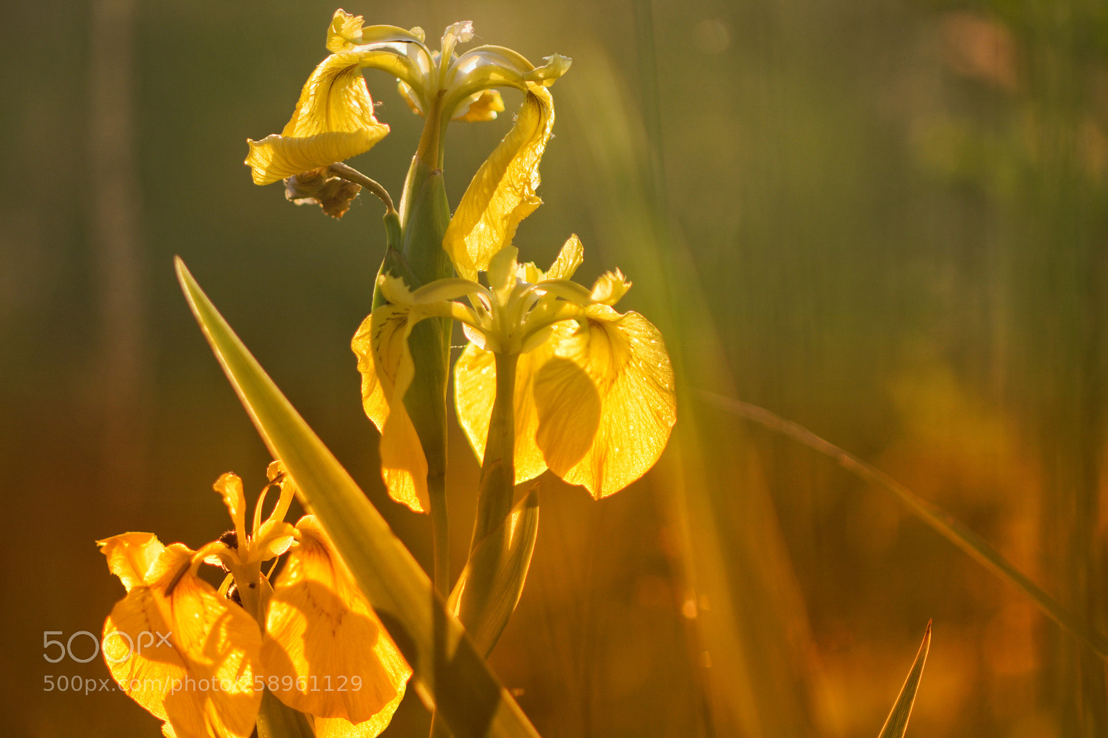 Nikon D7200 sample photo. Morning gold photography