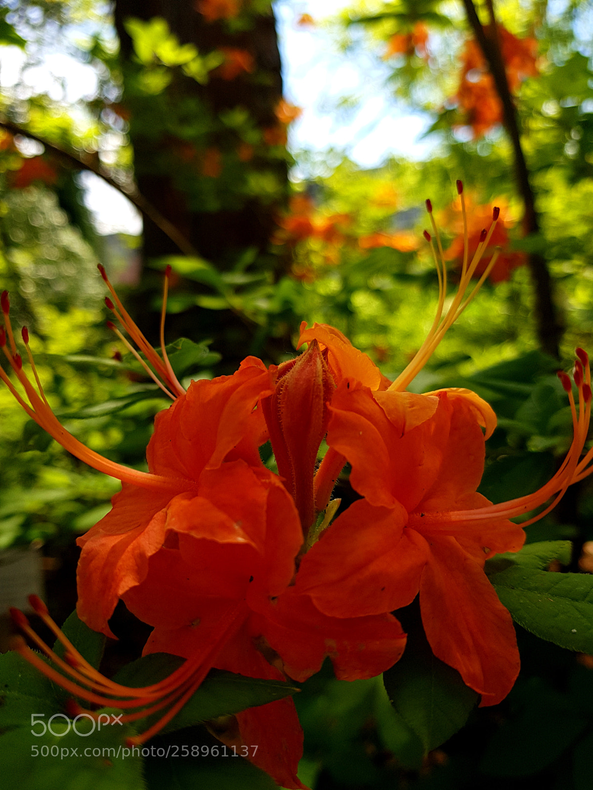 Samsung Galaxy S7 sample photo. Flower photography