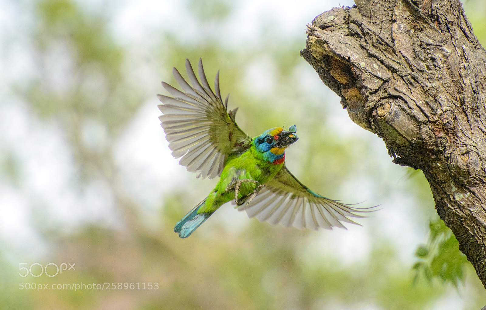 Nikon D800 sample photo. Taiwan barbet photography