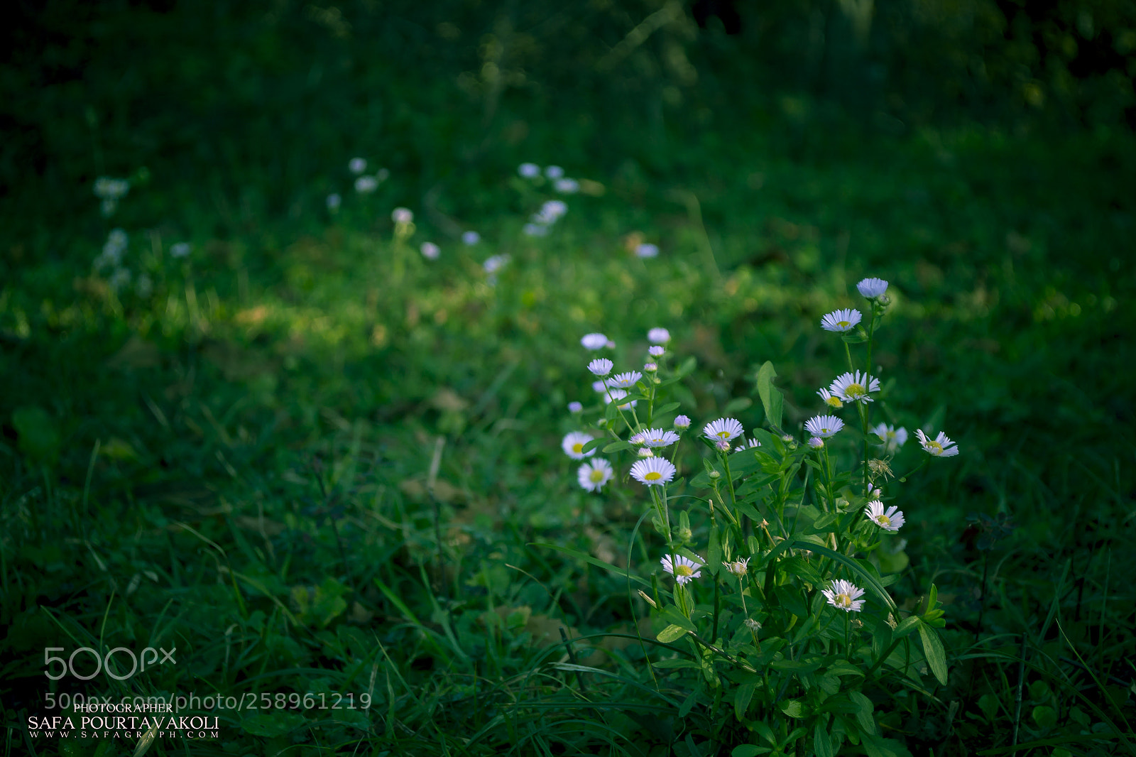 Nikon D3100 sample photo. Untitled photography