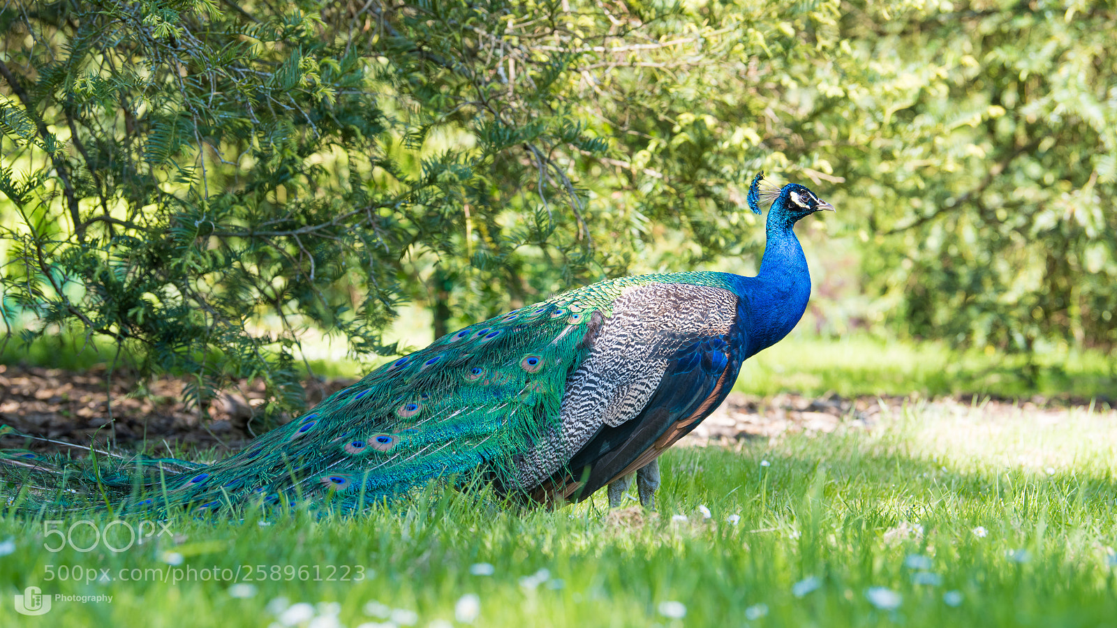 Nikon D810 sample photo. Prancing peacock photography