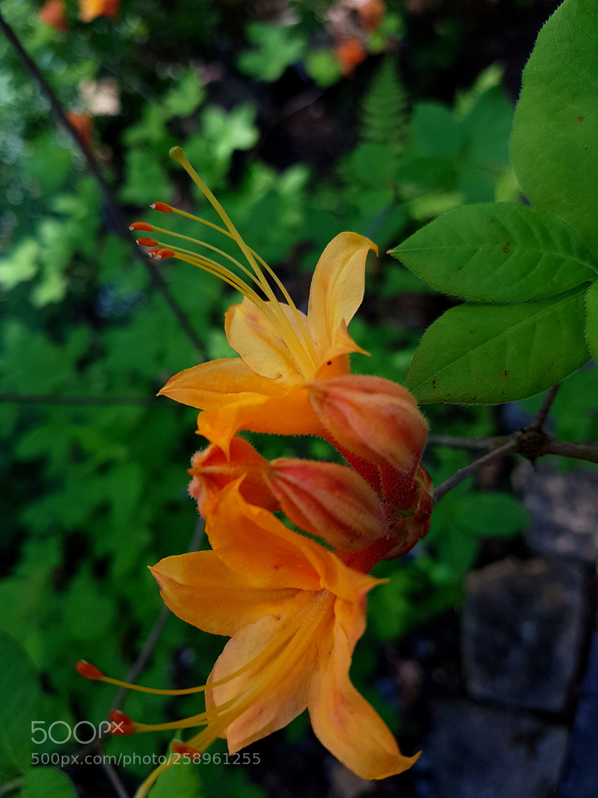 Samsung Galaxy S7 sample photo. Flower photography