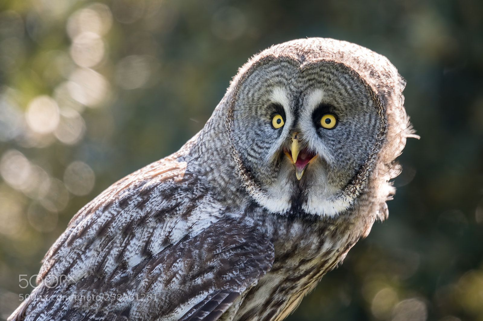 Nikon D500 sample photo. Great grey owl photography
