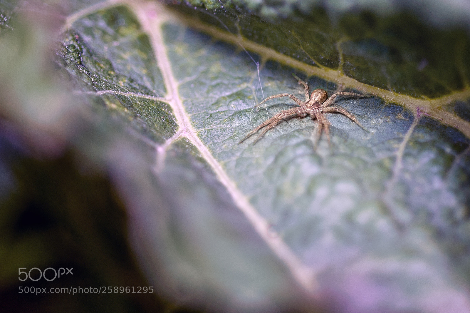 Nikon D700 sample photo. Deciduous mountain spider photography