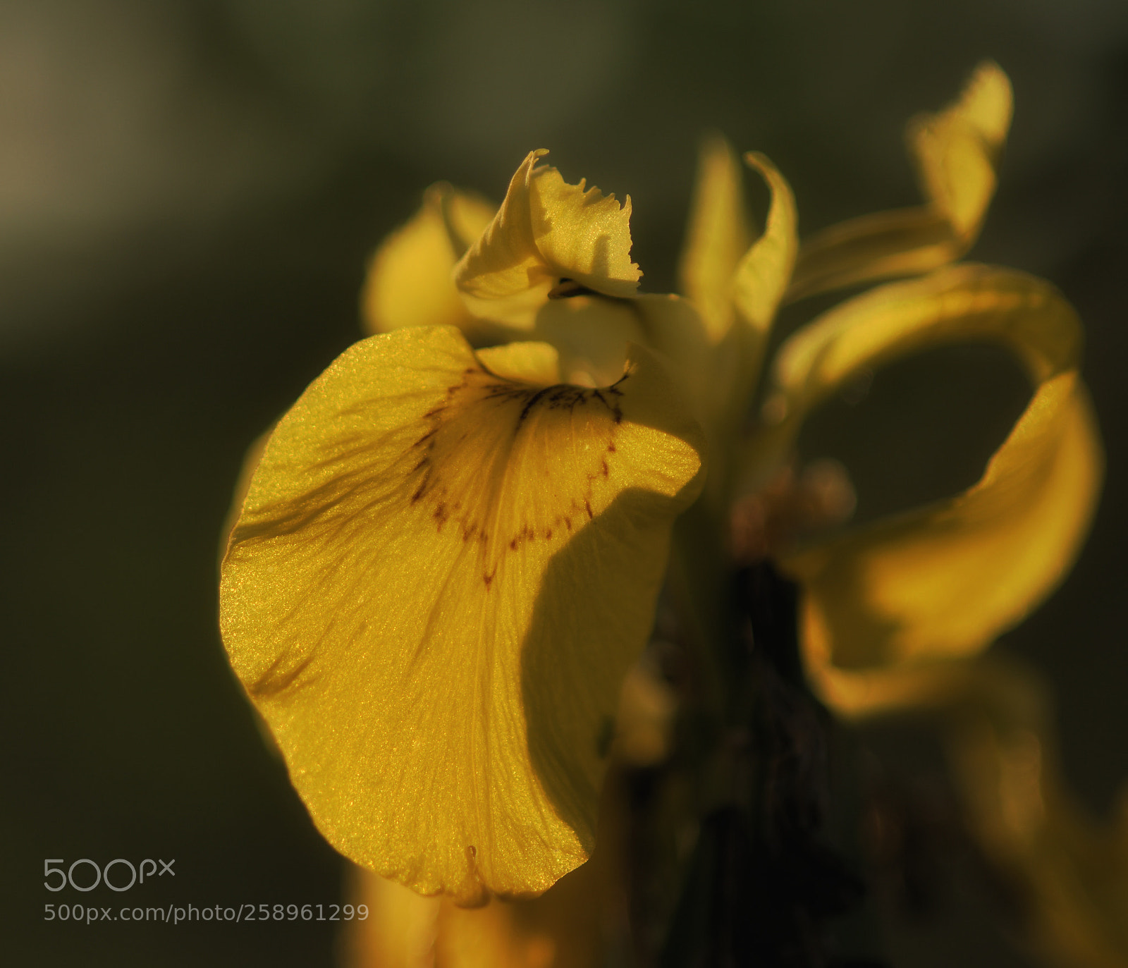 Nikon D7200 sample photo. Morning gold2 photography