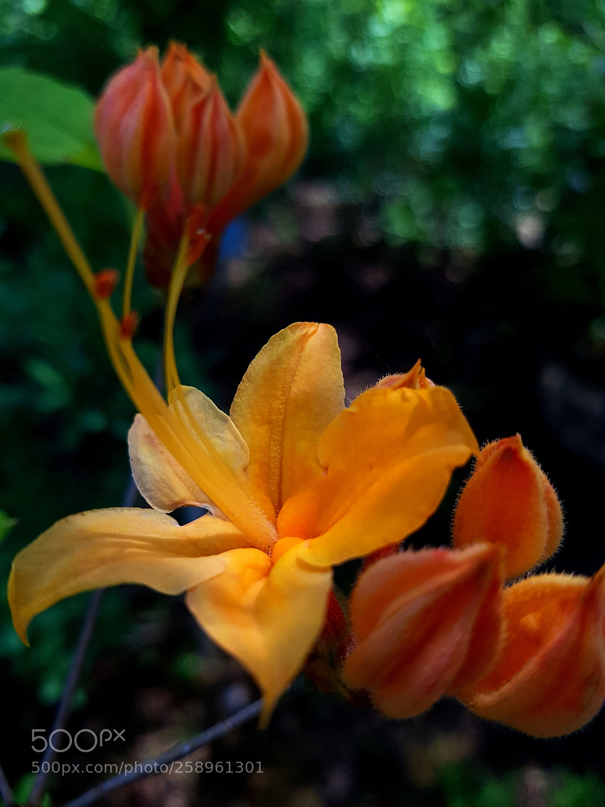 Samsung Galaxy S7 sample photo. Flower photography