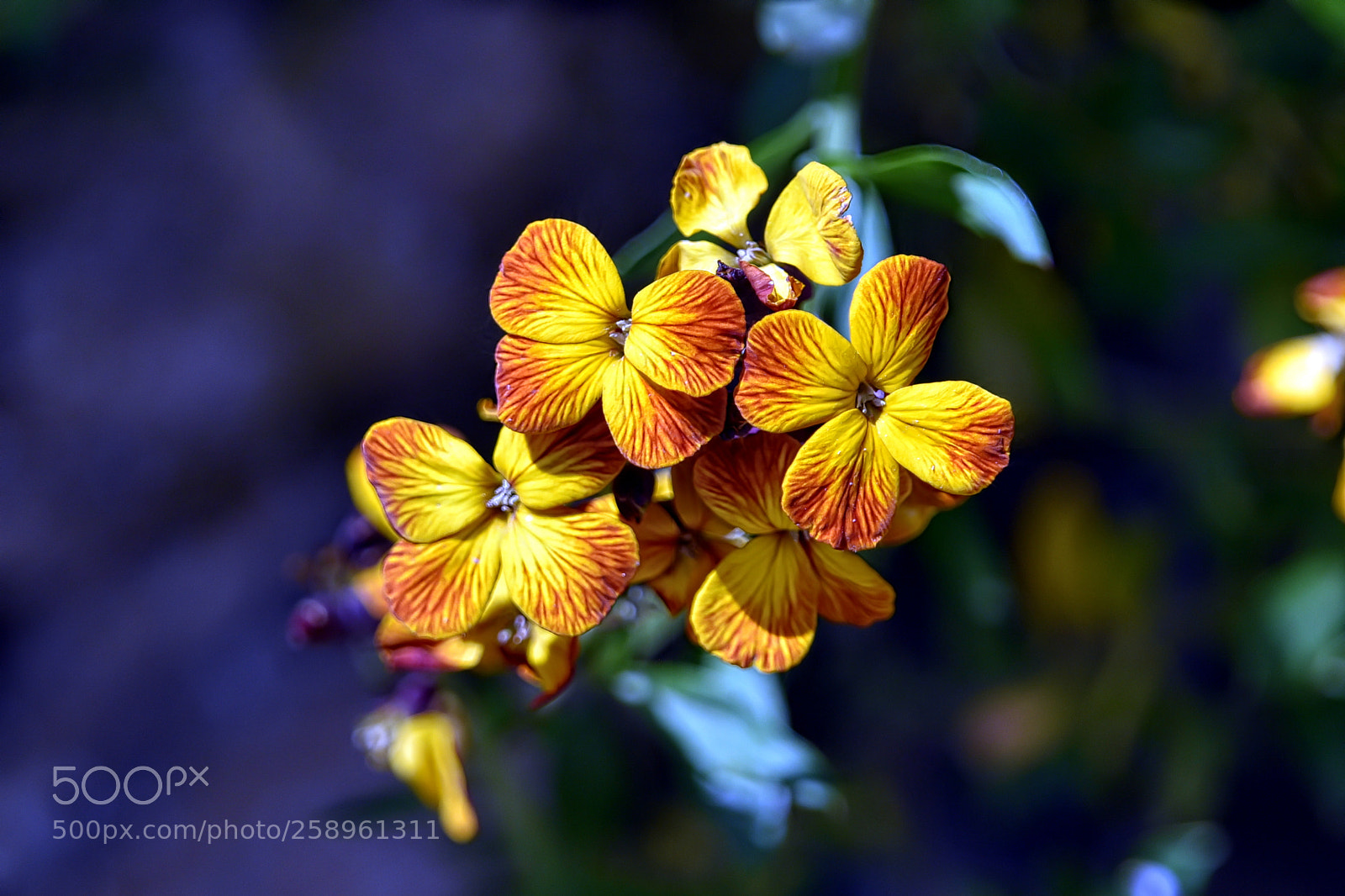 Nikon D750 sample photo. Wallflower photography