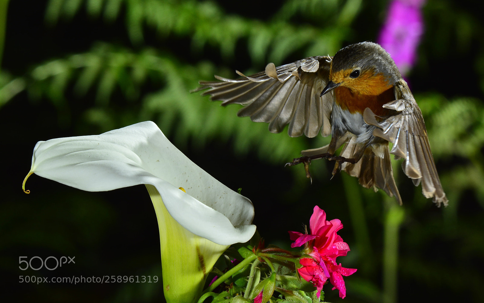 Nikon D7100 sample photo. _dsc1937-1.jpg photography