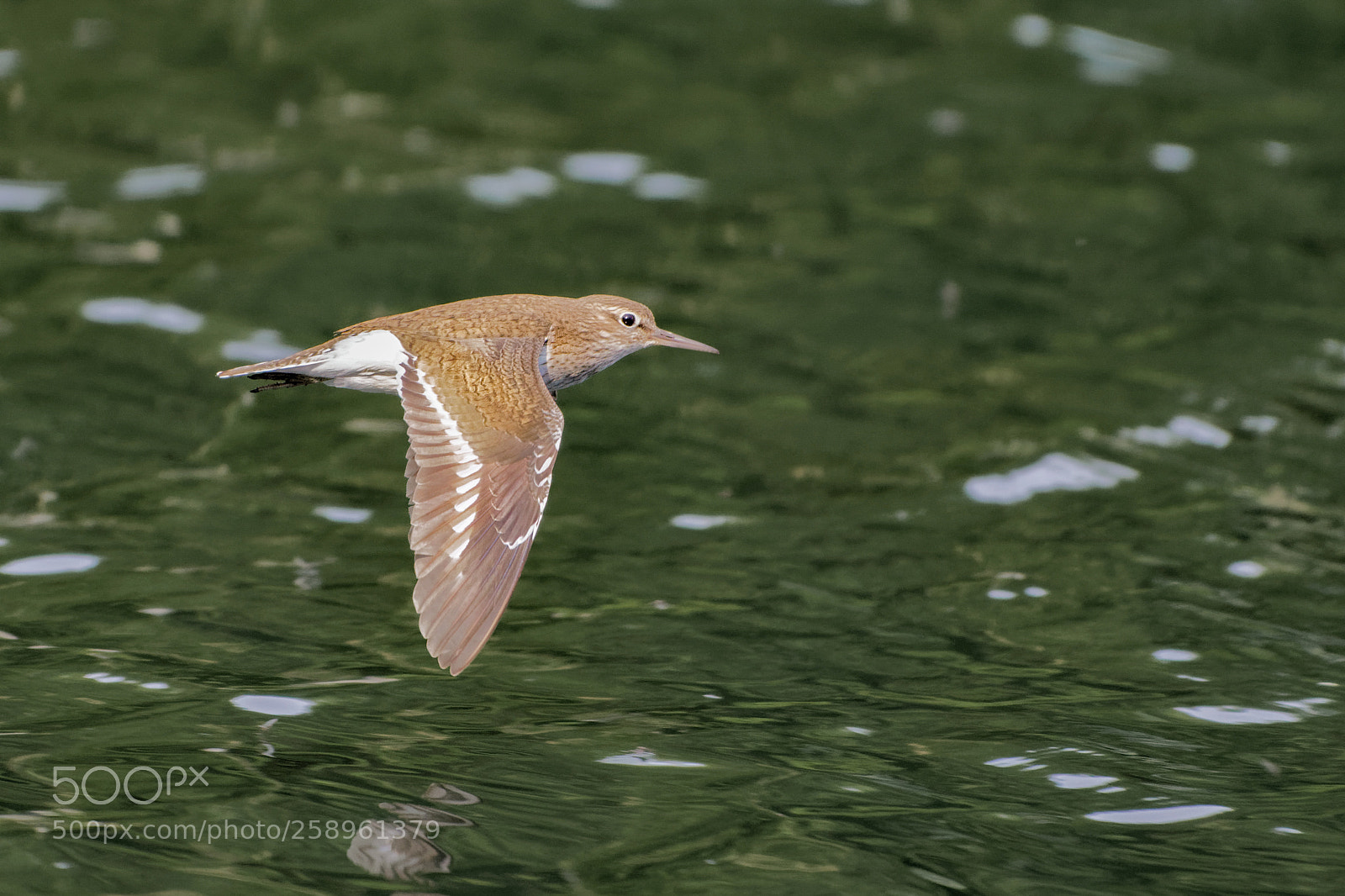 Nikon D500 sample photo. Common sandpiper in flight photography
