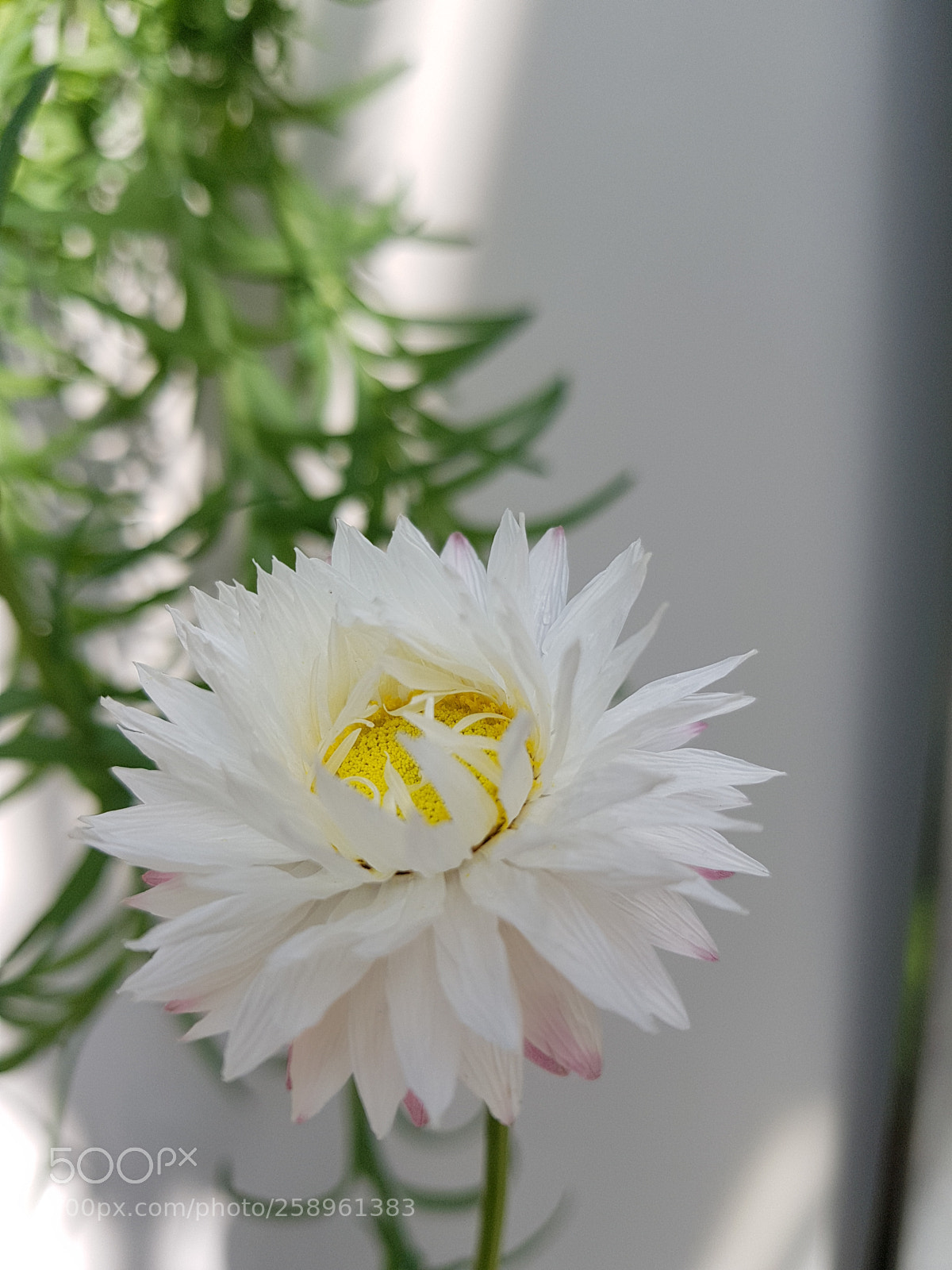 Samsung Galaxy S7 sample photo. Flower photography