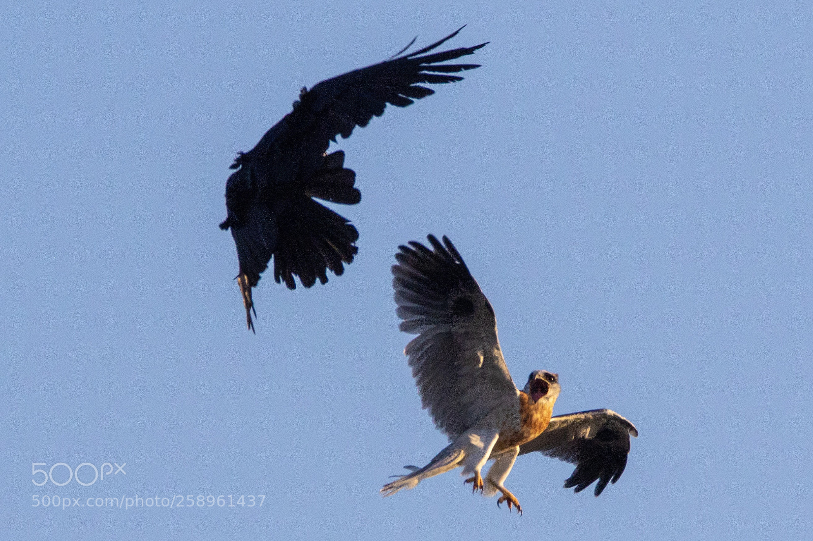 Canon EOS 7D Mark II sample photo. White tail vs. crow photography