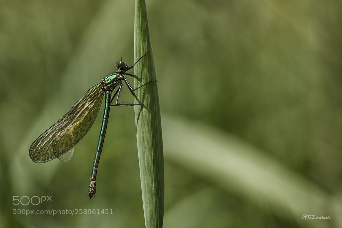 Canon EOS 5D Mark IV sample photo. Attrapé ... photography